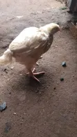6-Week Old Broiler Chickens - 3