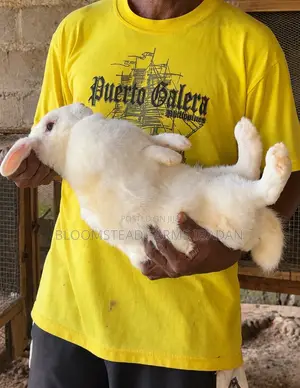 Live Rabbits for Sale in Ibadan