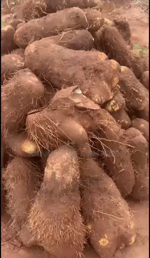 Fresh White Yam Tubers