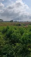 Filin Hekta 6.43 Mai Amfani Daban-daban a Kabusa, Abuja - 1