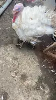 Turkey Available for Sale - 1