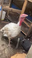 Turkey Available for Sale - 2