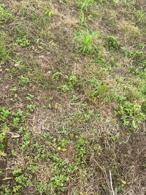 Farmland for Sale in Iseyin, Oyo State