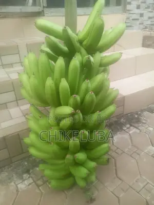 Banana Bunch - Freshly Cut