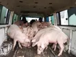 Veterinary Doctor Services & Livestock Sales - 1