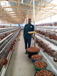Veterinary Doctor Services & Livestock Sales - 2