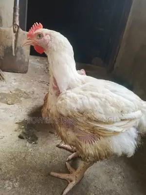 Broilers (Hotel Size Plus)
