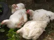 Broilers (Hotel Size Plus) - 2