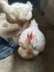 Broilers (Hotel Size Plus) - 3