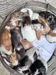 American Guinea Pigs - 1