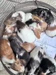 American Guinea Pigs - 2