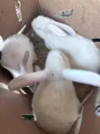 Angora Rabbit - 1