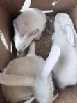 Angora Rabbit - 2
