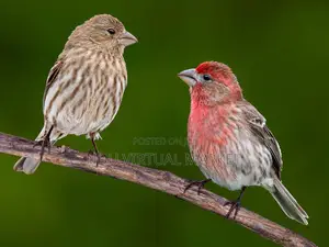 Finches - Various Colours and Species Available