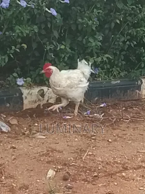 Chicken for Sale - Agric and Layers