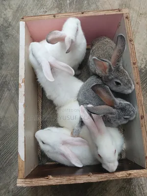 Healthy Weaners & Mature Rabbits for Sale