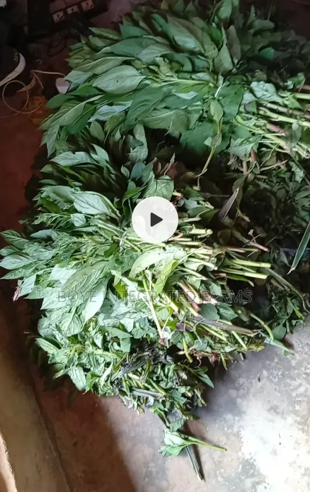 Fresh Farm Vegetables - 1