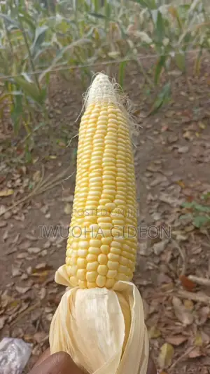 Fresh Sweet Corn