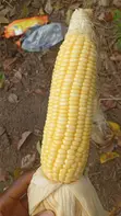 Fresh Sweet Corn - 2