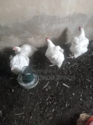 Broilers masu Rai - Makonni 9