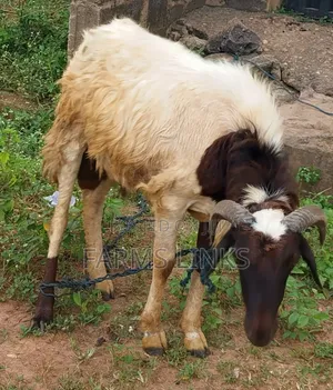 Healthy Big Ram