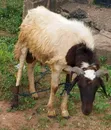 Healthy Big Ram - 1