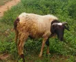 Healthy Big Ram - 2