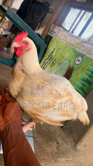 Kaji na Broiler Akwai a Yawa - Choba
