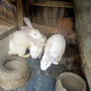 Hyla Rabbits - 3 Available