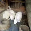 Hyla Rabbits - 3 Available - 1