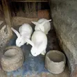 Hyla Rabbits - 3 Available - 2