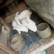 Hyla Rabbits - 3 Available - 3