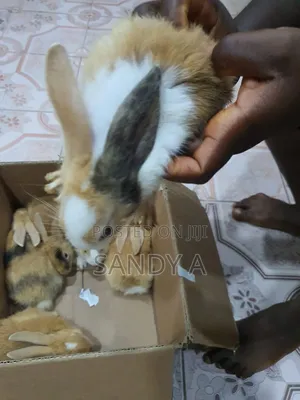 5 Weeks Old Harlequin Bunnies for Sale