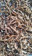 Premium Dried Crayfish/Shrimp - 5
