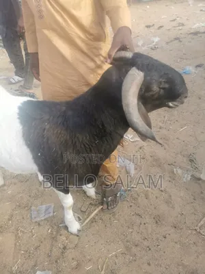 Cows, Rams, and Camels for Sale - North to South West Transport