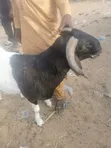 Cows, Rams, and Camels for Sale - North to South West Transport - 1