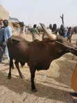Cows, Rams, and Camels for Sale - North to South West Transport - 2