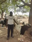 Cows, Rams, and Camels for Sale - North to South West Transport - 3