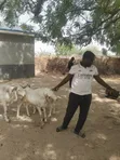 Cows, Rams, and Camels for Sale - North to South West Transport - 4