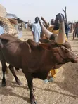 Cows, Rams, and Camels for Sale - North to South West Transport - 5