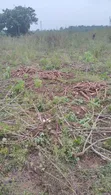 Farmland for Lease in Ewekoro - 1