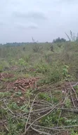 Farmland for Lease in Ewekoro - 4