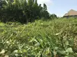 1.5 Plot na Ƙasa Mai Bushewa don Siyarwa a Agbedo Alase, Moniya, Ibadan - 1