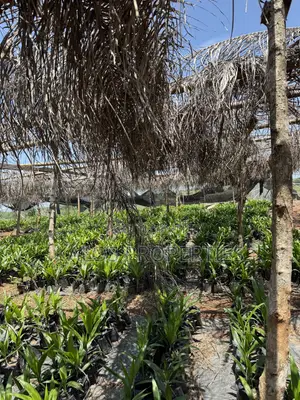 1 Acre Farm Land with 60 Palm Trees for Sale