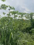 Diamond Estate 2.0 Land for Sale, Mowe-Ofada, Ogun State - 2