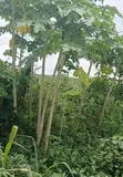 Diamond Estate 2.0 Land for Sale, Mowe-Ofada, Ogun State - 4