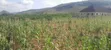 Filin Dadi don Siyawa a Usman Dam Layout, Ushafa, Bwari, Abuja - 4