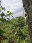 Family Deed Land for Sale - Imota, Ikorodu - 2