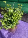 Small Parable Flower Cup - 2