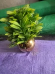 Small Parable Flower Cup - 4